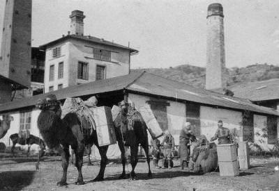 Söke Meyan Kökü Fabrikası